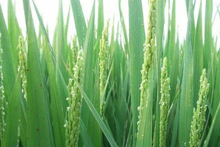 種植水稻，注重水稻三個時期的管理，更有利于水稻創(chuàng)高產？