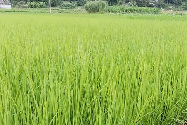 水稻苗徒長跟種子有關(guān)嗎？水稻苗徒長原因有3種，應(yīng)對(duì)癥采取措施