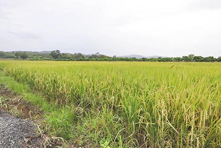 谷城退休老漢追逐農(nóng)機(jī)夢(mèng)！